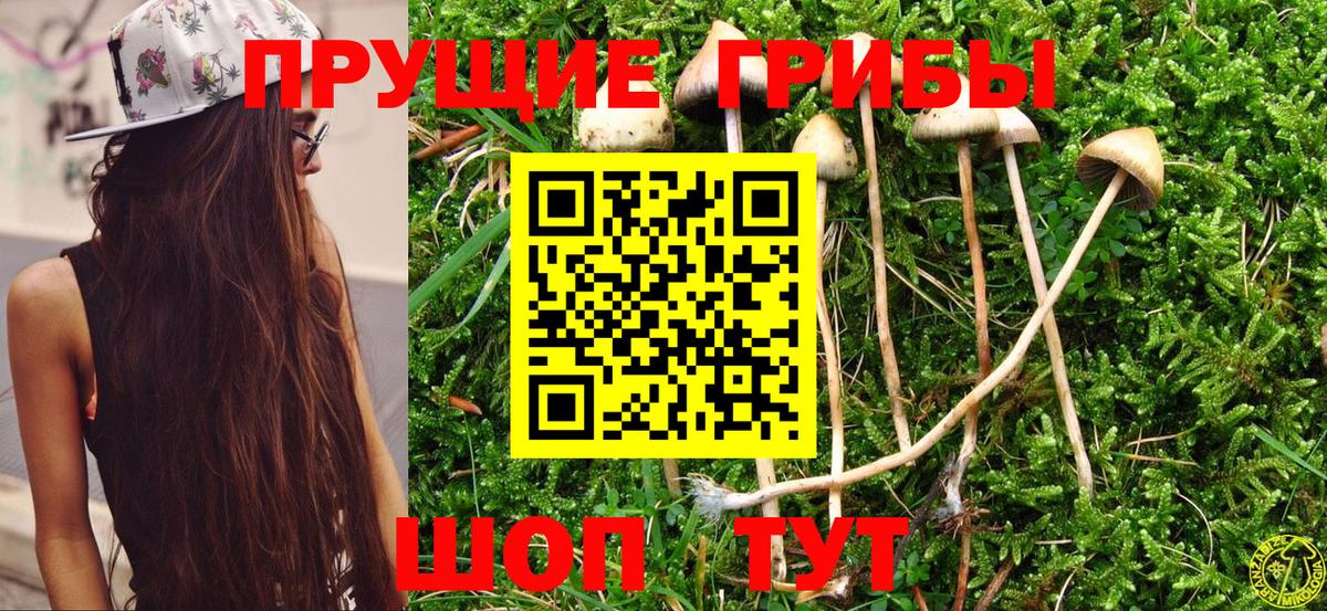 Гагарин  Псилоцибиновые грибы Psilocybe  Вход с VPN 